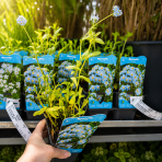 Nezábudka močiarna (Myosotis palustris) - kont. P9 